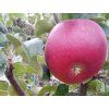 Jabloň 'Lord Lambourne Red'  Malus domestica 'Lord Lambourne Red'