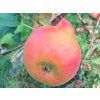 Jabloň 'Zapovězené'  Malus domestica 'Zapovězené'
