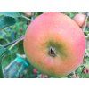 Jabloň 'Zapovězené'  Malus domestica 'Zapovězené'
