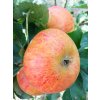 Jabloň 'Zapovězené'  Malus domestica 'Zapovězené'