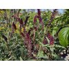 Lysimachia Beajolais (1)