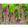 Vrbina 'Beaujolais' - Lysimachia atropurpurea 'Beaujolais'  Lysimachia atropurpurea 'Beaujolais'
