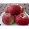 Jabloň 'Jan Říha'  Malus domestica 'Jan Říha'