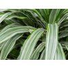 Dračinec 'Warneckei'  Dracaena deremensis 'Warneckei'