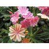 131206 1 levisie kvetnata elise lewisia cotyledon elise