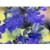 Zběhovec plazivý 'Princess Elsa' - Ajuga reptans 'Princess Elsa'  Ajuga reptans 'Princess Elsa'
