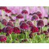 Hlaváč fialový 'Barocca' - Scabiosa columbaria 'Barocca'  Scabiosa columbaria 'Barocca'