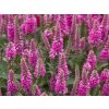 Rozrazil klasnatý 'Bubblegum Candles' - Veronica spicata 'Bubblegum Candles'  Veronica spicata 'Bubblegum Candles'