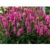 Rozrazil klasnatý 'Bubblegum Candles' - Veronica spicata 'Bubblegum Candles'  Veronica spicata 'Bubblegum Candles'