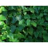 Ostružiník Lambertův  Rubus lambertianus