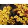 Dřišťál Ottawský 'Auricoma'  Berberis ottawensis Auricoma'