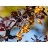 Dřišťál Ottawský 'Auricoma'  Berberis ottawensis Auricoma'