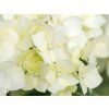 Hortenzie stromečkovitá 'Flower WOW™'  Hydrangea arborescens 'Flower WOW™'