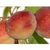 Broskvoň 'Maira' - kontejner  Prunus persica 'Maira'