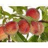 Broskvoň 'Maira' - kontejner  Prunus persica 'Maira'