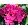 131392 hortenzie velkolista francy hot pink