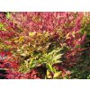 Nandina domácí 'Obsessed'  Nandina domestica 'Obsessed'