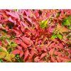 Nandina domácí 'Obsessed'  Nandina domestica 'Obsessed'