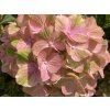 Hortenzie velkolistá Rembrandt® 'Bella Pesche'  Hydrangea macrophyllaRembrandt® 'Bella Pesche'