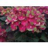 Hortenzie velkolistá Rembrandt® 'Rosso Glory'  Hydrangea macrophyllaRembrandt® 'Rosso Glory'