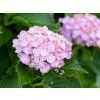 Hortenzie velkolistá Rembrandt® 'Vibrant Verde'  Hydrangea macrophylla Rembrandt® 'Vibrant Verde'