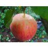 Jabloň 'Piros' - kontejner  Malus domestica 'Piros'