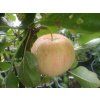 Jabloň 'Piros' - kontejner  Malus domestica 'Piros'
