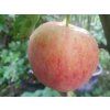 Jabloň 'Piros' - kontejner  Malus domestica 'Piros'