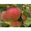 Jabloň 'Piros' - kontejner  Malus domestica 'Piros'