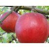 Jabloň 'Skaistis (Brighty)' - kontejner  Malus domestica 'Skaistis (Brighty)'