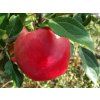 Jabloň 'Skaistis (Brighty)' - kontejner  Malus domestica 'Skaistis (Brighty)'