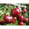 Třešeň 'Queen Mary' - k sloupovitému zapěstování - kontejner  Prunus avium 'Queen Mary'