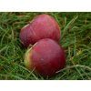 Jabloň 'Spartan' - kontejner  Malus domestica 'Spartan'