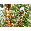 Meruňka 'Ceglédská nachová' - kontejner  Prunus armeniaca 'Ceglédská nachová'