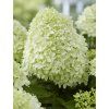 Hortenzie latnatá  Living 'Candy Love'®  Hydrangea paniculata Living 'Candy Love'®