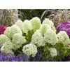 Hortenzie latnatá  Living 'Candy Love'®  Hydrangea paniculata Living 'Candy Love'®