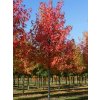 Ambroň západní 'Worplesdon'  Liquidambar styraciflua 'Worplesdon'