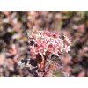 Tavola kalinolistá 'Spicy Devil'™  Physocarpus opulifolius 'Spicy Devil'™