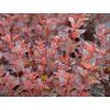 Tavola kalinolistá 'Spicy Devil'™  Physocarpus opulifolius 'Spicy Devil'™