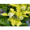 Tavola kalinolistá 'Nugget'  Physocarpus opulifolius 'Nugget'