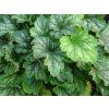 Dlužicha villosa 'Carnival Cocomint' - Heuchera villosa 'Carnival Cocomint'  Heuchera villosa 'Carnival Cocomint'