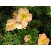 Mochna křovitá 'Bella Apple'®  Potentilla fruticosa 'Bella Apple'®
