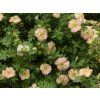 Mochna křovitá 'Bella Apple'®  Potentilla fruticosa 'Bella Apple'®