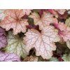 Dlužicha villosa 'Carnival Fall Festival' - Heuchera villosa 'Carnival Fall Festival'  Heuchera villosa 'Carnival Fall Festival'