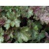 Dlužicha villosa 'Carnival Fall Festival' - Heuchera villosa 'Carnival Fall Festival'  Heuchera villosa 'Carnival Fall Festival'