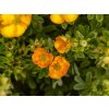 Mochna křovitá 'Marmalade’®  Potentilla fruticosa 'Marmalade’®