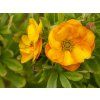 Mochna křovitá 'Marmalade’®  Potentilla fruticosa 'Marmalade’®