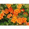 Mochna křovitá 'Orange Star'  Potentilla fruticosa 'Orange Star