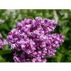 Šeřík obecný 'Mrs Edward Harding'  Syringa vulgaris 'Mrs Edward Harding'