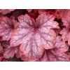 Dlužicha villosa 'Carnival Watermelon' - Heuchera villosa 'Carnival Watermelon'  Heuchera villosa 'Carnival Watermelon'
